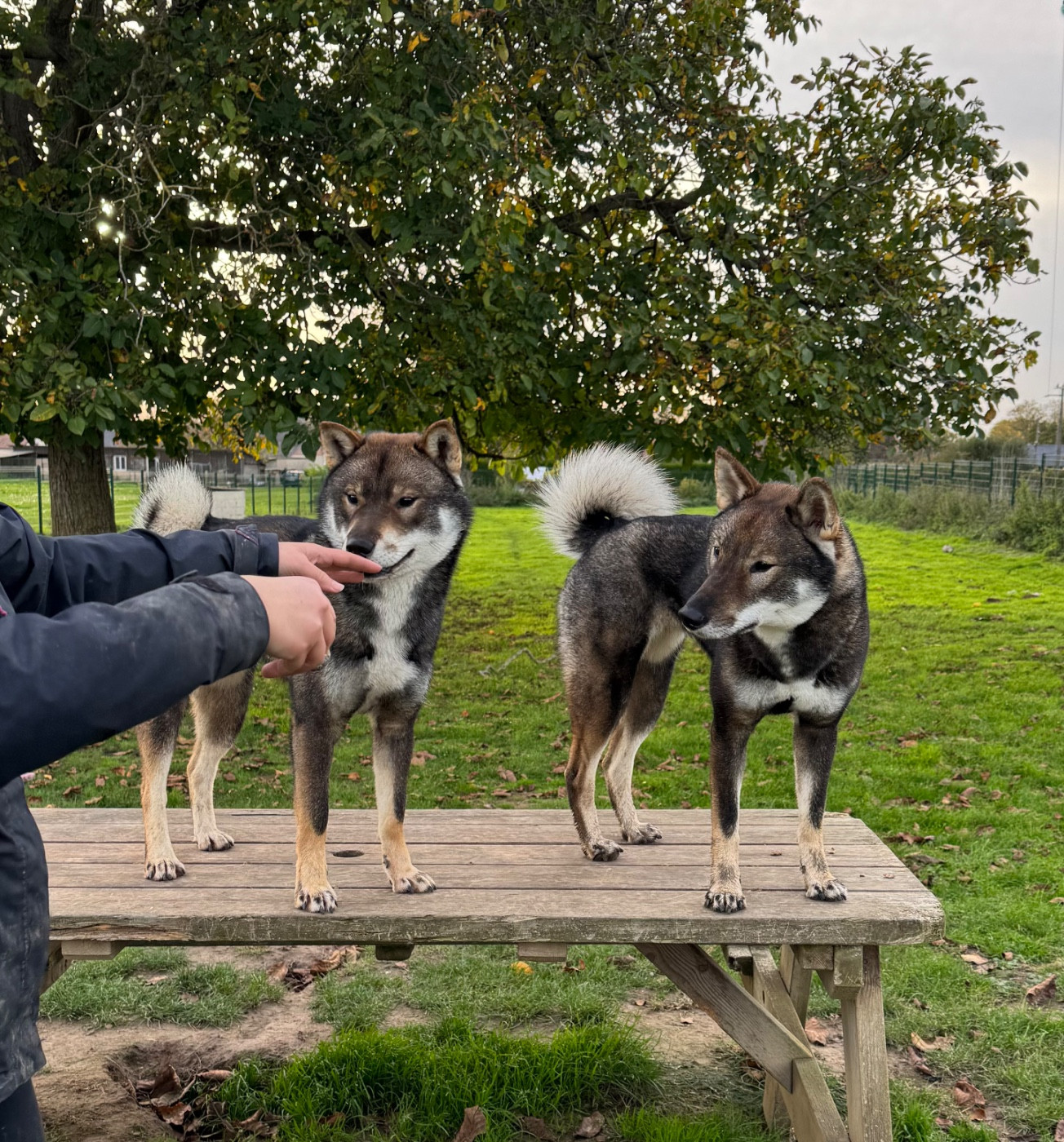 Des chiots pour fin 2025 !